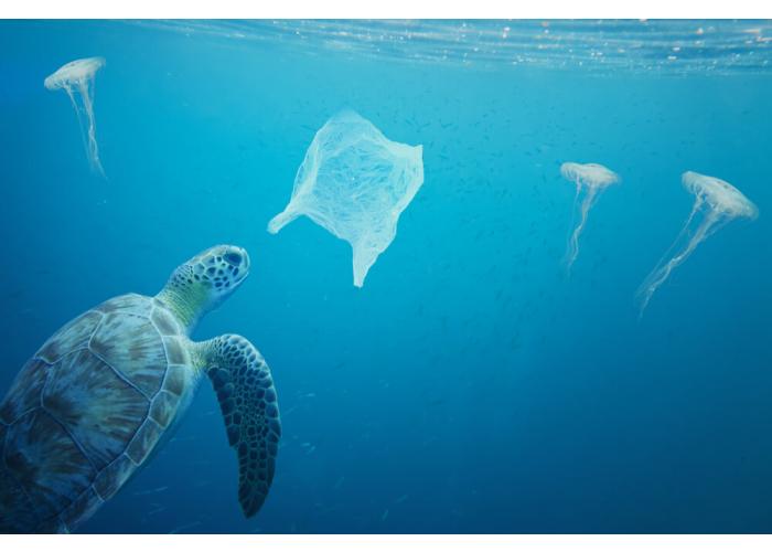 Plastic Pollution: Interesting Facts & Statistics You Didn't Already Know